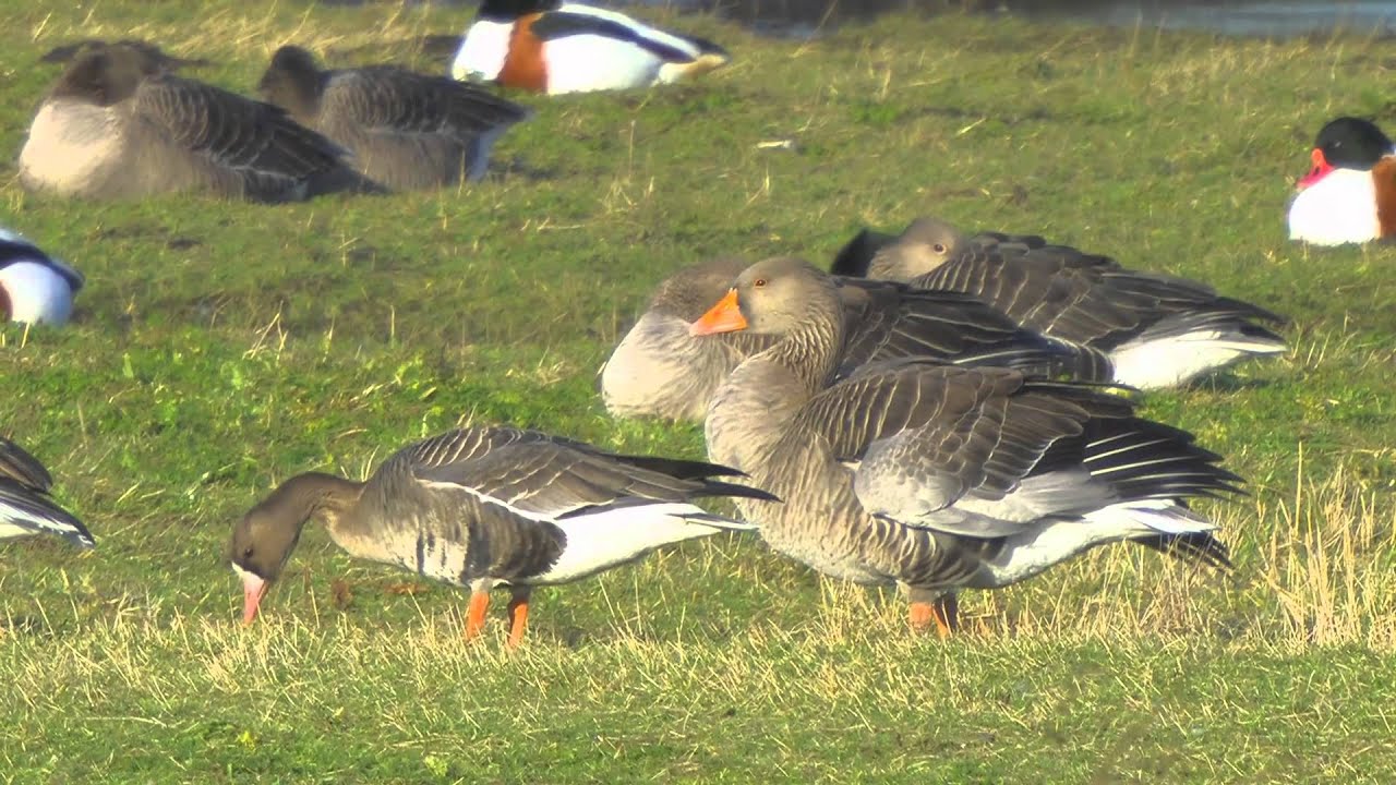 White-Fronted Geese    -    Anser albifrons (albifrons)