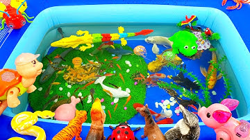 Động vật dễ thương,cá chép,cá vàng,cá trắng,cá heo,cá mập,cá voi,cá nhỏ,thằn lằn,chim cánh cụt,ếch