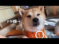 ハロウィンのバンダナをゲットした柴犬こうめ！このバンダナの中にこうめがいる！本当の話！選ばれ者のみが描かれたプレミアムなバンダナにご満悦