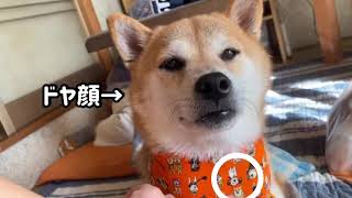 ハロウィンのバンダナをゲットした柴犬こうめ！このバンダナの中にこうめがいる！本当の話！選ばれ者のみが描かれたプレミアムなバンダナにご満悦