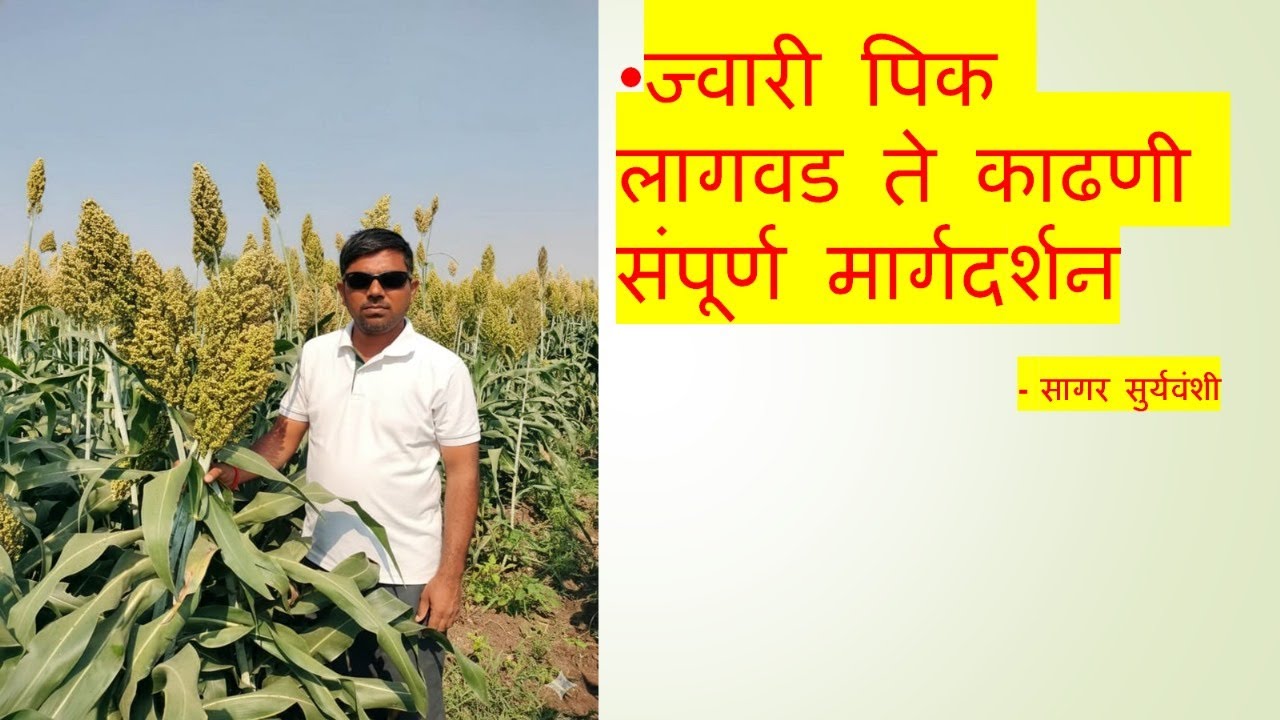 🌾rabbi jawari lagvad sampurn margadarshan ! ज्वारी लागवड – परिश्रमातून उभं राहिलेलं सोनं 🌾