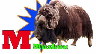 Animal Alphabet Song Abc Alphabet Songs For Kids, Animal Alphabet Songs, Animal Alphabet Abc Song