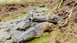 amazing fishing! Big Monster Fish a lots come out from in mud on the moss in dry place catch by hand