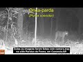 Animais Silvestres em Cananeia - Animal Surprises (camera trap)