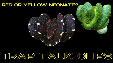 PICKING OUT YELLOW OR RED GREEN TREE PYTHON NEONATES w/ BILL STEGALL & PATRICK HOLMES | TRAP CLIPS