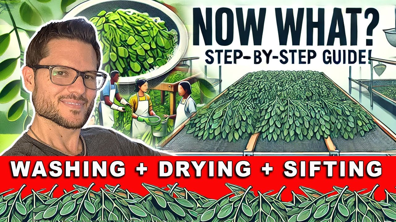Moringa Processing & Packaging to Perfection | Don't Skip This Step in Creating The Best Moringa Tea