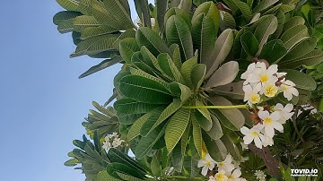 تلاوة سورة الفاتحة وأواخر سورة النبأ