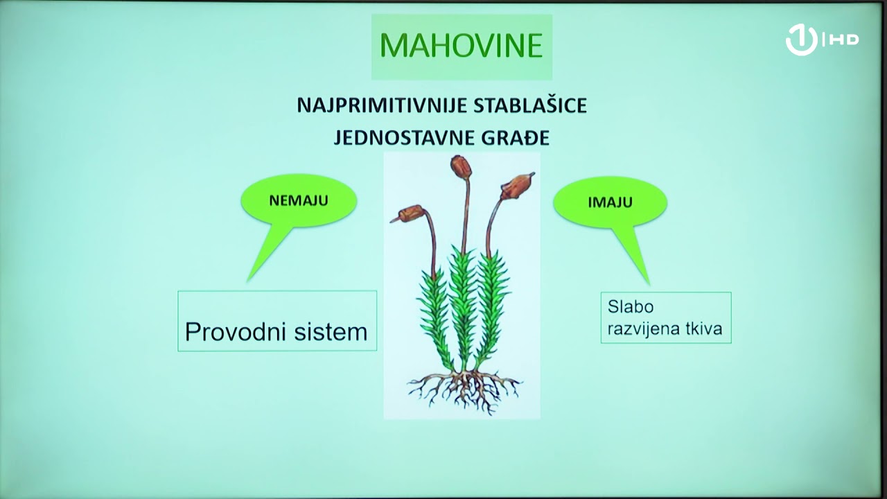 Domaća zadaća za 6. razred: Biologija - Mahovine