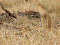 Young Lion Cubs in Kruger Park Part 3