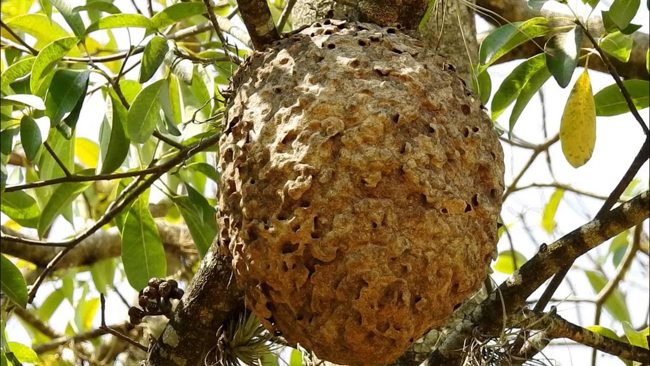 Their nests. Муравьиное гнездо. Муравьиное дерево. Муравейник у дерева. Гнездо муравьев в дереве.