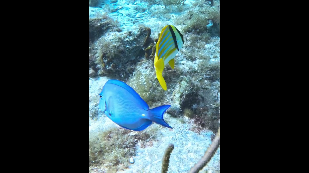 Pigfish, Pez Cerdo, on sea bottom 