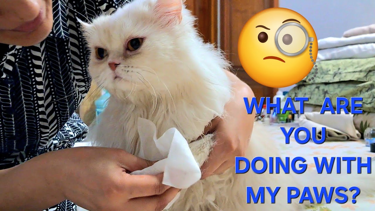 Do cats like pet wet wipes? YouTube