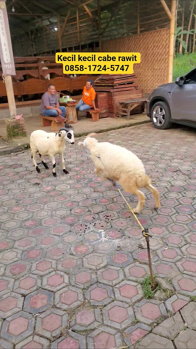 domba garut #domba #fypp #goat #shortvideo #ternak #dombagarut #shorts #animals #fyp