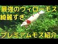 【アクアリウム】最強のウィローモス登場！プレミアムモス