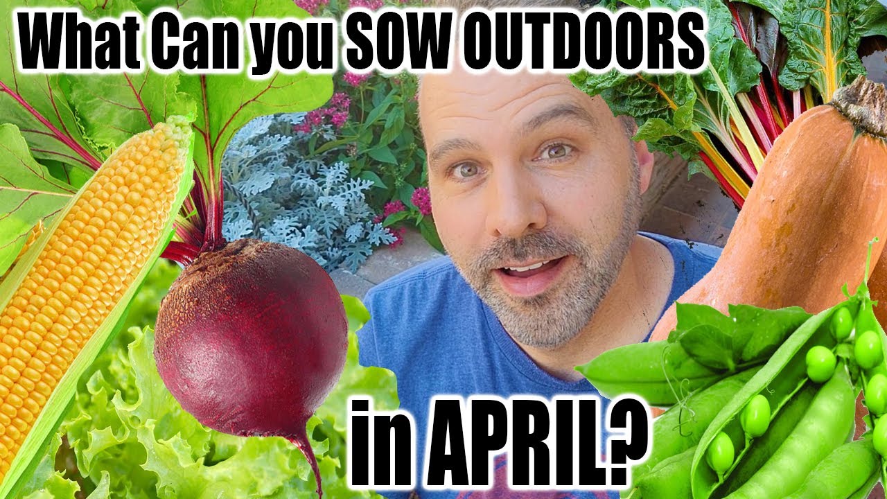 What Seeds Can You Direct Sow In April YouTube what-seeds-can-you-direct-sow-in-april-youtube