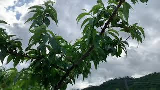 桃の消毒時期　オルガミンも