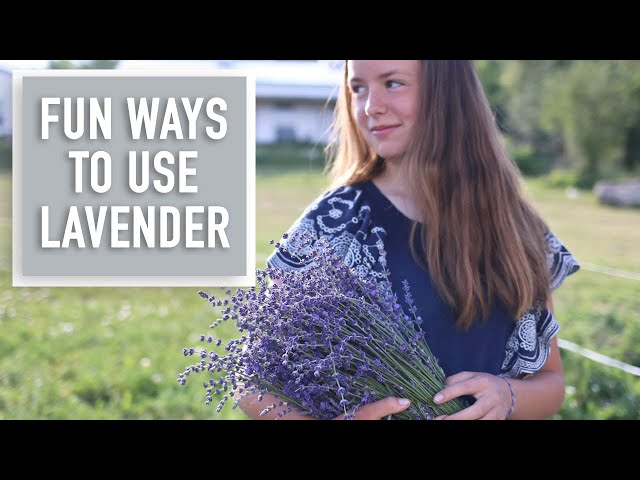 What To Do With Dried Lavender • Schisandra & Bergamot