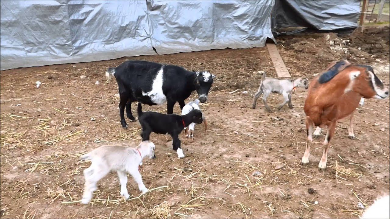 Playful La Mancha Goat Kids Youtube