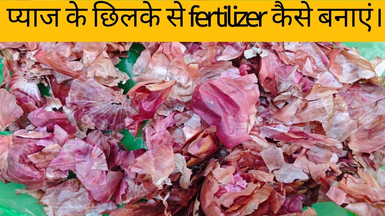 Pyaz se fertilizer kaise bnaye. Plant booster. 