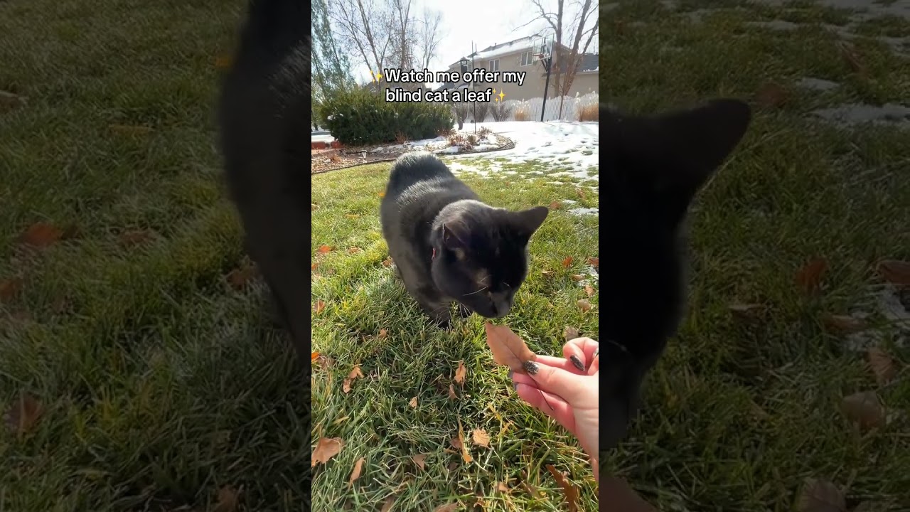 @iamsiriuslyblind: Сириусу не понравился мой выбор на сегодня 