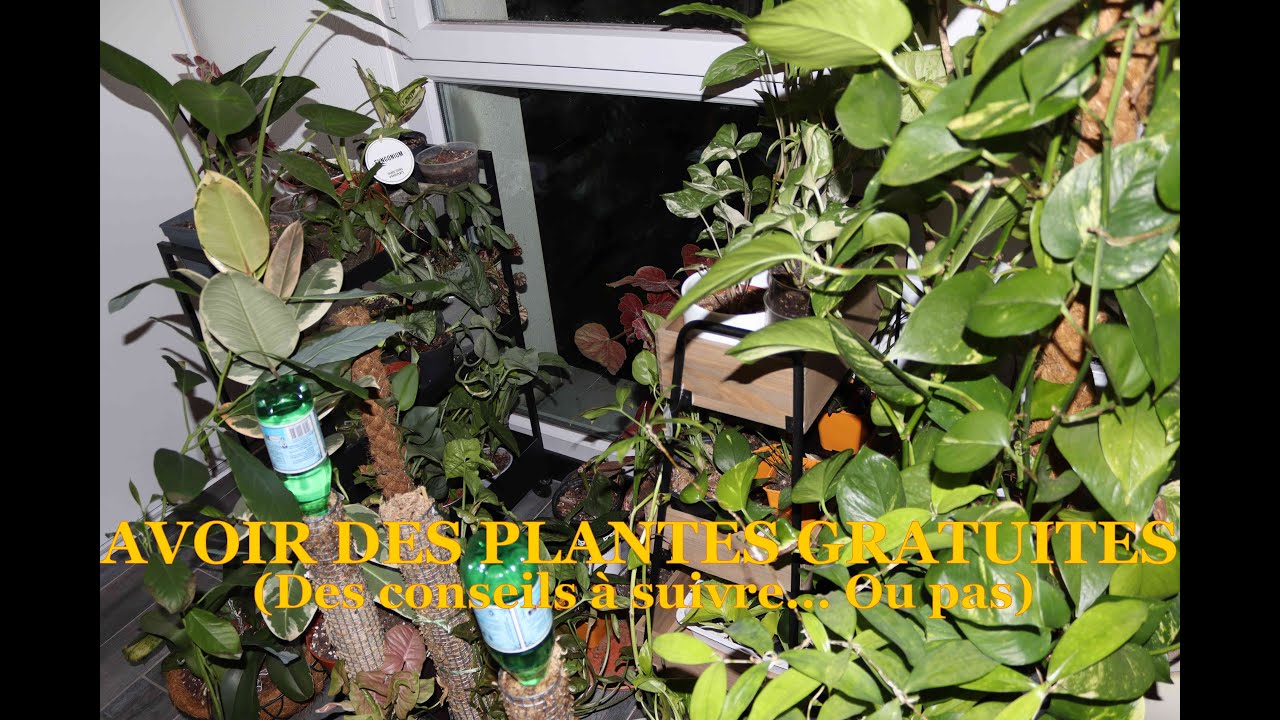Comment avoir des plantes gratuites? (Des conseils à suivre... ou pas