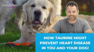 How Taurine Can Help Prevent Heart Disease In You and Your Dog
