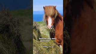 [80] Glass isn't a solid substance #shorts #facts #shortsvideo Net Worth