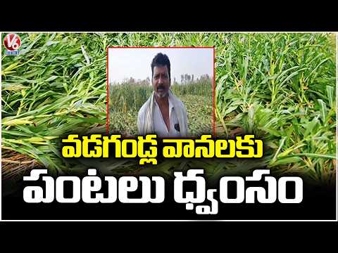 Unseasonal rains Damage Crops In Kothagudem | V6 News