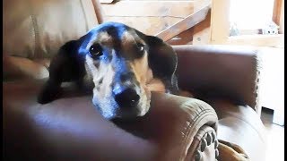 FOHA Buddies - 8/3/2017