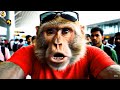 How To Make Ai Monkey Vlogs | Viral Monkey Ai Vlogs Video Kaise Banaye