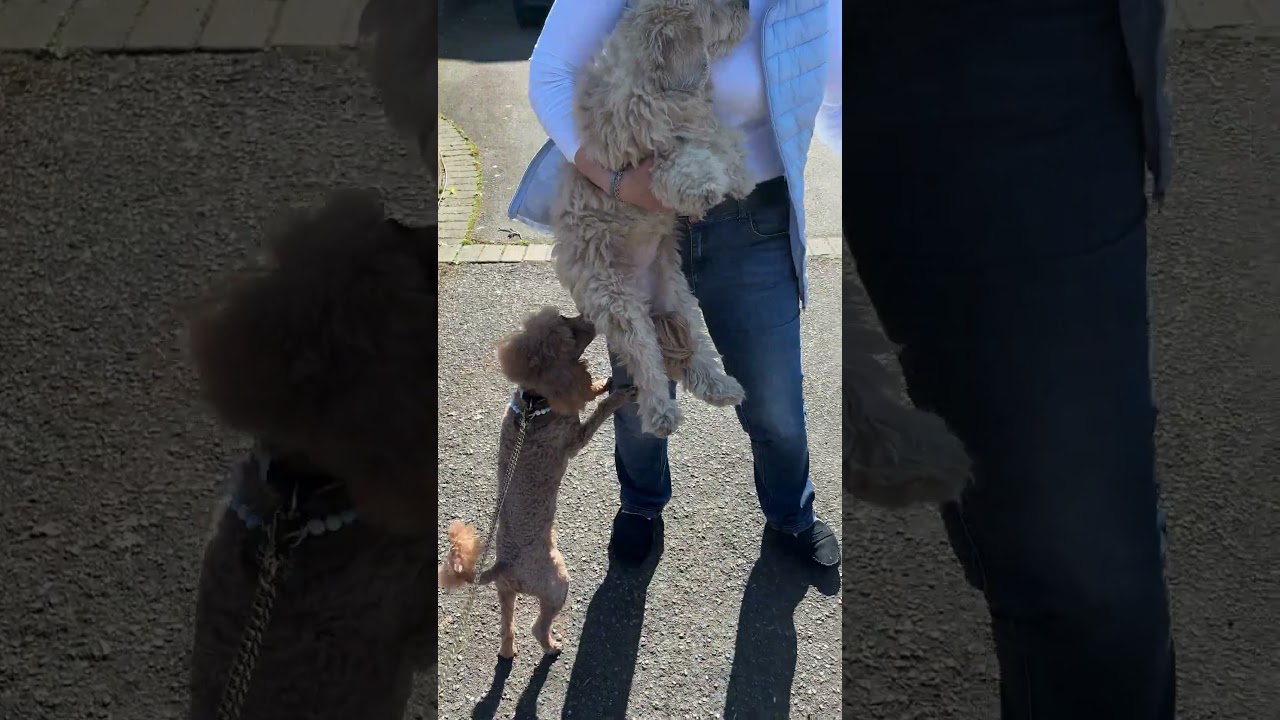 💙🐩🩷😘💏 DAY 2 ~ Scampi Toy Poodle Love Fest