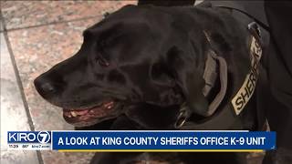 K-9 Marley sniffs out dangers in King County