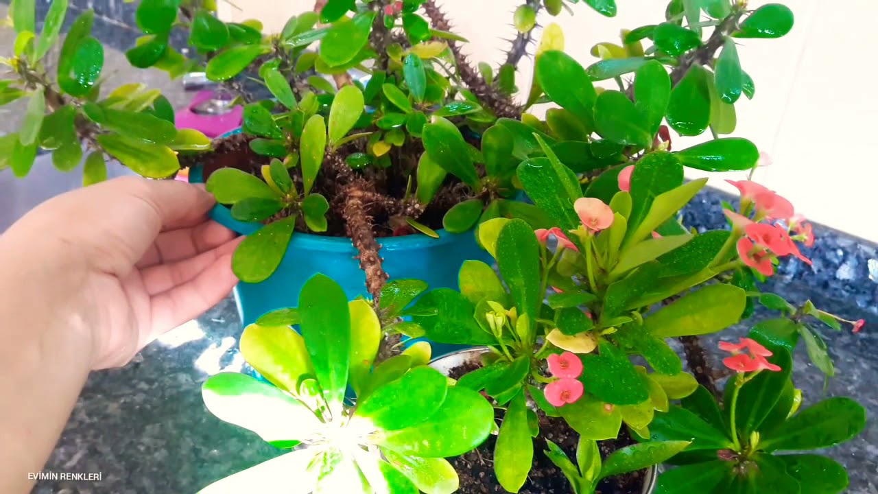 Почему желтеют лепестки цветка тернового венца? - На что следует обращать внимание при размножени...