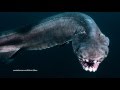 The Frilled Shark is One Frightening Fish