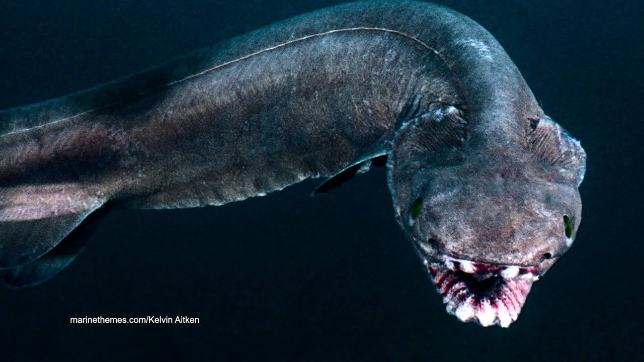 Prehistoric Frilled Shark