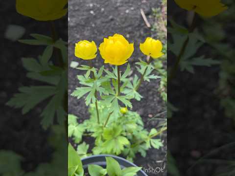Сад весной #spring #may #garden #nature #flowers #beauty #весна #май #сад #природа #цветы #красота