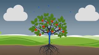 Phytech Explainer Spanish