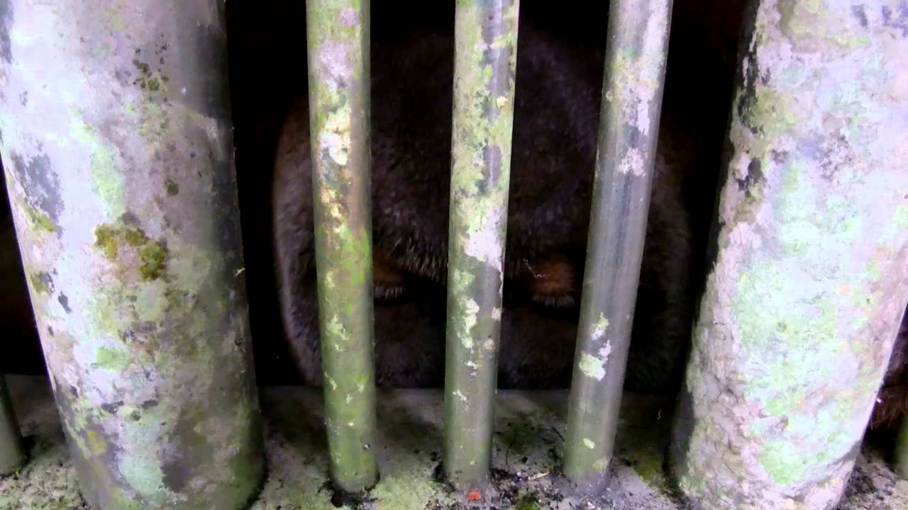 Gaoled orangutan in Melaka Zoo