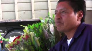 The Undocumented Rose