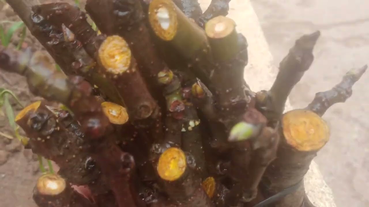 تعقيل التين بطريقة سهلة