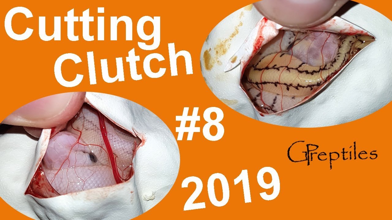 królewskie piwo Hitting a quad combo het. Clown! Cutting Clutch #8 in 2019