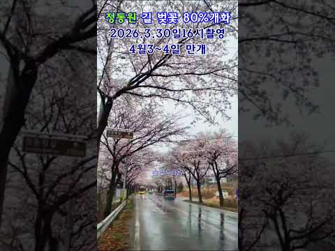정동원 길 <strong>벚꽃</strong> 만개