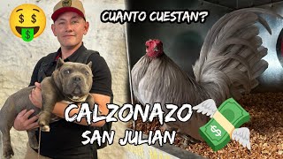 Calzonazo Gallitos kikirikis aztecas en San Julian  2024
