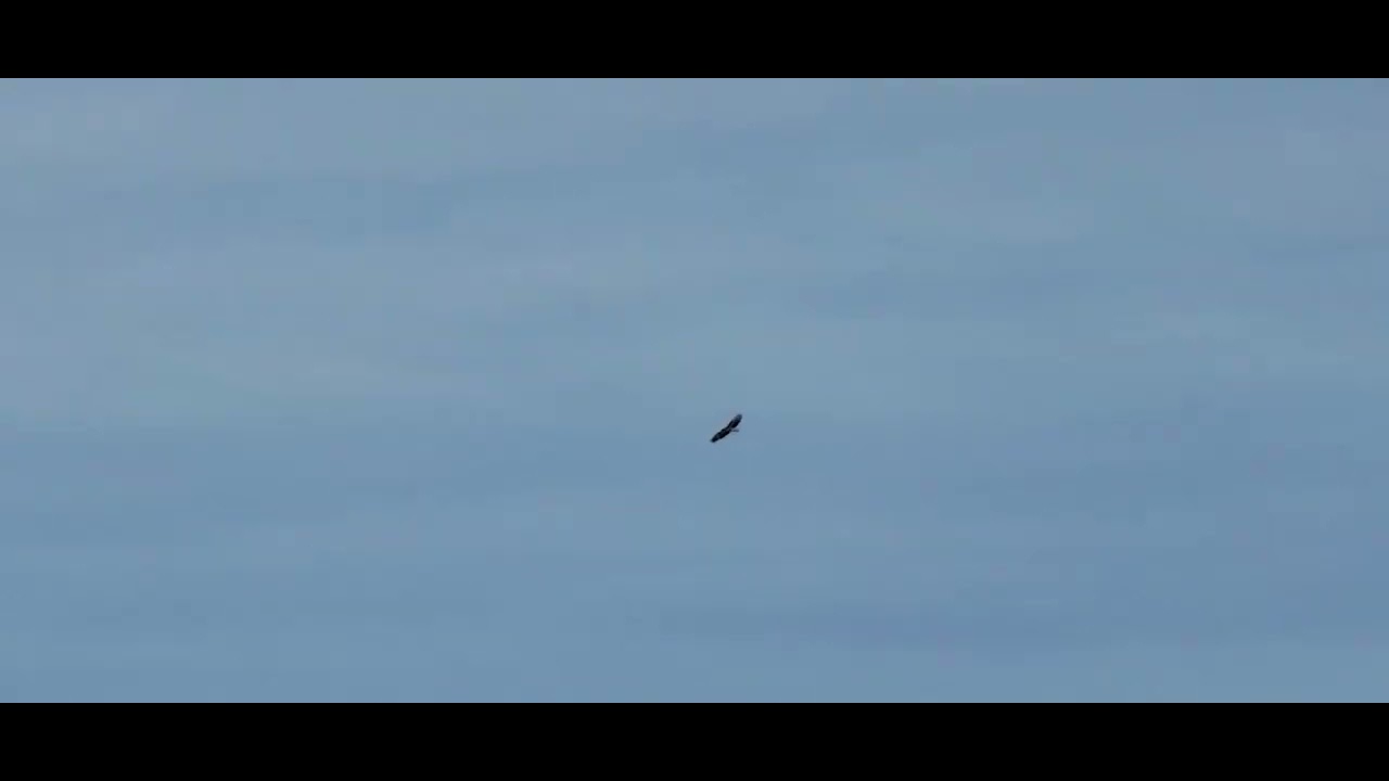 October Hawk II - YouTube