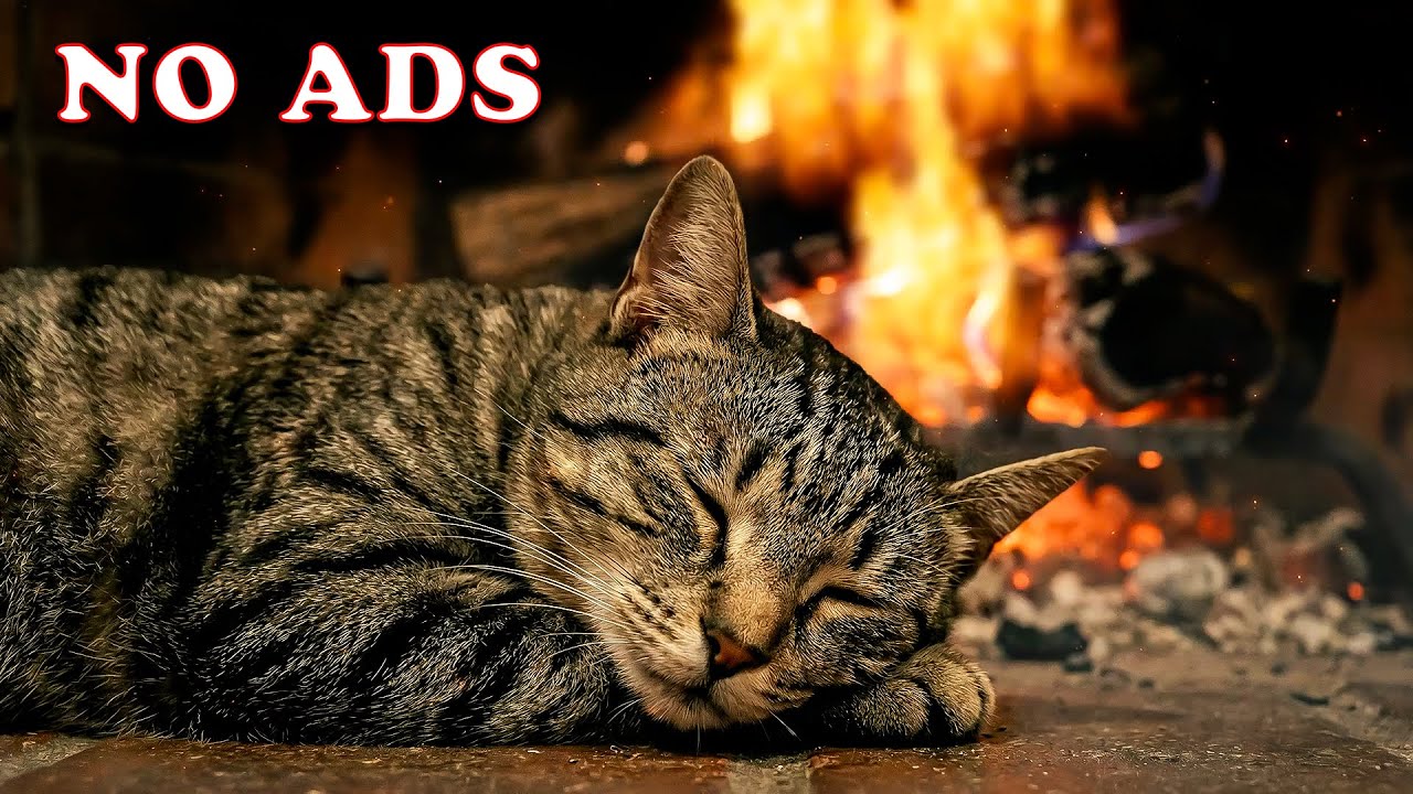 Музыка для снятия тревоги у кошек со звуками кошачьего мурлыканья 💖 Глубокий сон, лечение бессонниц