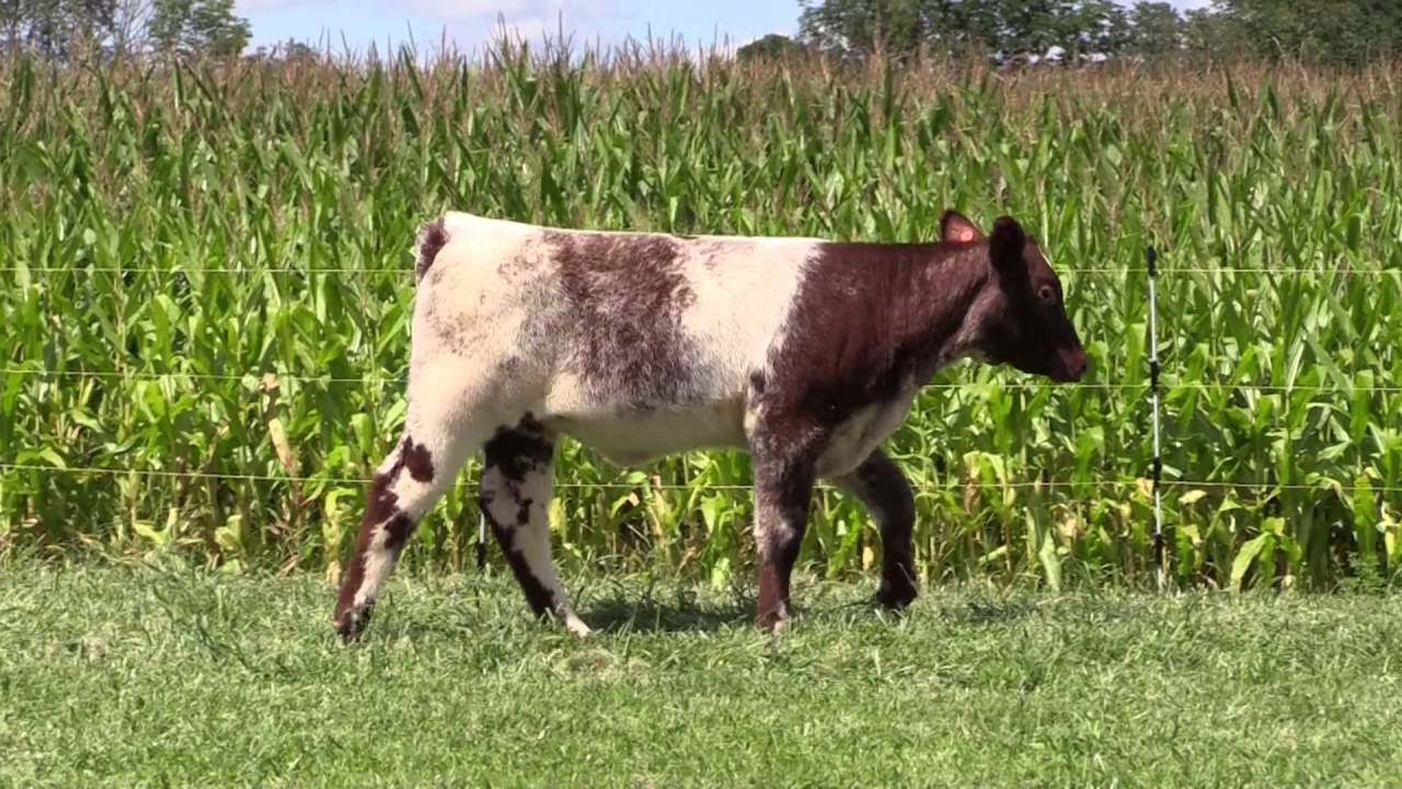 Brandywine Farms Cattle Company Lot 3 “BFC Catching Fire Rose” YouTube