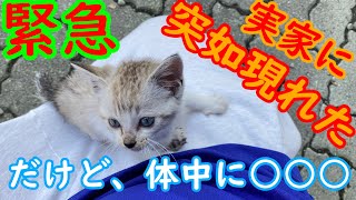 緊急突如現れた子猫、しかし何かがおかしい…