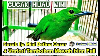 CUCAK IJO MINI BETINA GACOR 4 VARIASI TEMBAKAN MEWAH FULL ISIAN