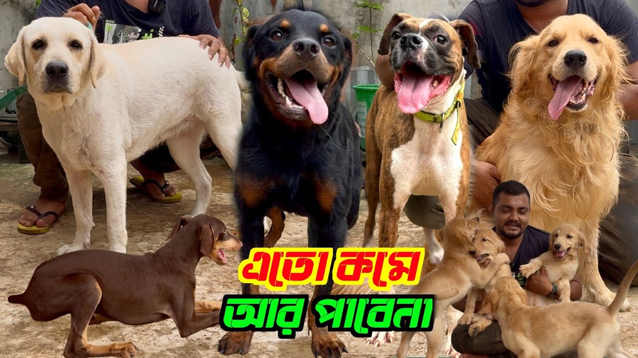 Dog Puppies Sell in Offer Price. Dog Market in Kolkata Price. Kolkata Dog Market.
