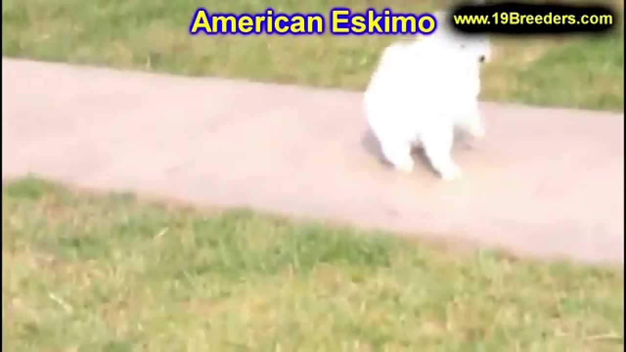 puppies for sale in great falls montana american eskimo puppies for sale in billings montana mt missoula great falls puppies for sale in great falls montana american eskimo puppies for sale in billings montana mt missoula great falls